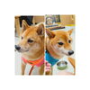 うめ＆まるちゃん「今日のお友達」