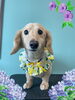 「Dog salon mofu mofu　余市町」