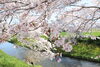 「満開の桜を見ながら、お茶を飲んでリラックス♪」