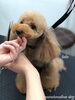 「冬のオプションキャンペーン　^ - ^」