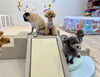 一番高いところが好きな子多め😁「ましゅまろ幼稚園🐾」
