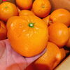 「愛媛県産「熟成いよかん・弥生紅(やよいべに)」が今年も入荷していますよ～」