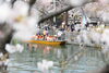 新川千本桜は和船の運航も人気です「2026年春🌸 江戸川区のお花見スポットはこちら（河津桜・ソメイヨシノ）」