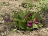 釜無ホテイアツモリソウ「希少な山野草がついに開花!」