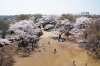 川崎鈴彦、【桜花残照】、希少画集画より、状態良好、新品高級額装付 川崎鈴彦、【桜花残照】、希少画集画より、状態良好、新品高級