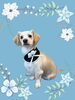 「Dog salon mofu mofu　余市町」