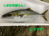 「❗本日金曜日❗お刺身とお惣菜やってます❗」