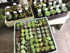 プクプク多肉植物「最近の入荷商品」