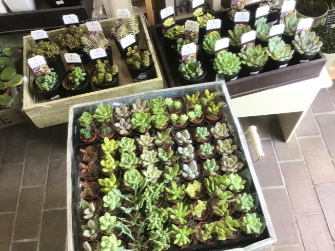 プクプク多肉植物「最近の入荷商品」