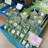 「地元産 山菜入荷しました！農産物直売所」