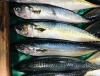 「魚魚市場鮮魚コーナーおすすめは「スマ(ヤイトカツオ)・オジサン・オオアジ」です♪」