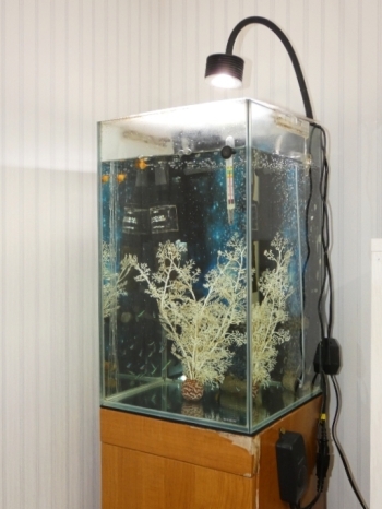 熱帯魚の水槽がある一角は待合室の癒し空間になっている「ほがらか整骨院」