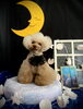 ぴのくん「お月さまとわんこ🌛」