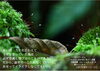 「苔のベッドでおやすみなさい」