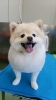 「久しぶりにポメちゃんがトリミングに来てくれました(*^^*)」