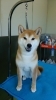 「柴犬ちゃんが来てくれました(*^^*)」