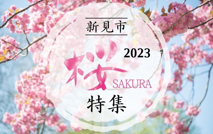 新見市の桜特集2023どうぞ！「「桜特集2023」公開しました！」