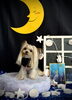 ちこちゃん「お月さまとわんこ🌛」
