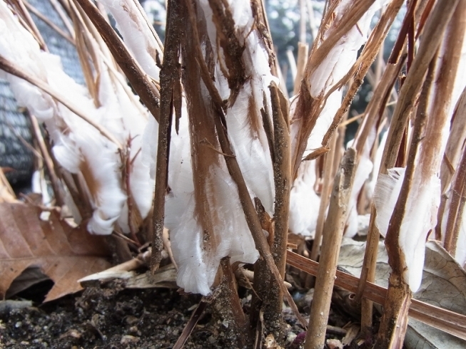 「冬にしか見られない自然の造形美  　「シモバシラ」の氷柱」