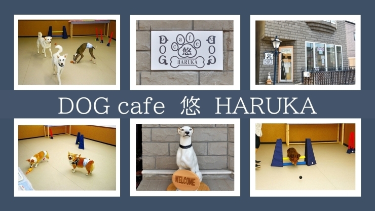 「ドッグカフェ 悠HARUKA」ワンちゃんとお散歩途中に一緒に立ち寄れるドッグスペースカフェ