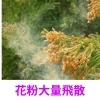 ゴールデンウィークまではたくさん飛びますね！「黄砂の大山！花粉症対策メニュー試しませんか？」