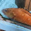 「魚魚市場鮮魚コーナー「イサキ・イシダイ」です♪」