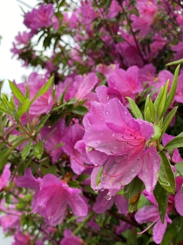 「雨の日のつつじ」