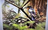 このほか５０枚以上の写真を流しています📺「野鳥の写真🐦📸」