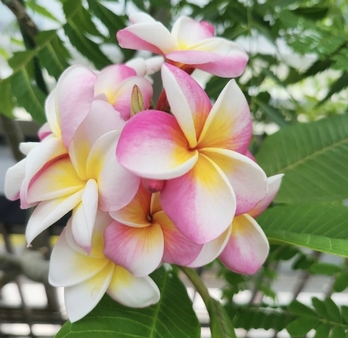 「【夏休み最後は板橋の熱帯環境植物館へ】」