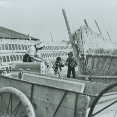 戦後の船橋の「海苔干し場」　1枚1枚干す海苔づくりの仕上げの工程