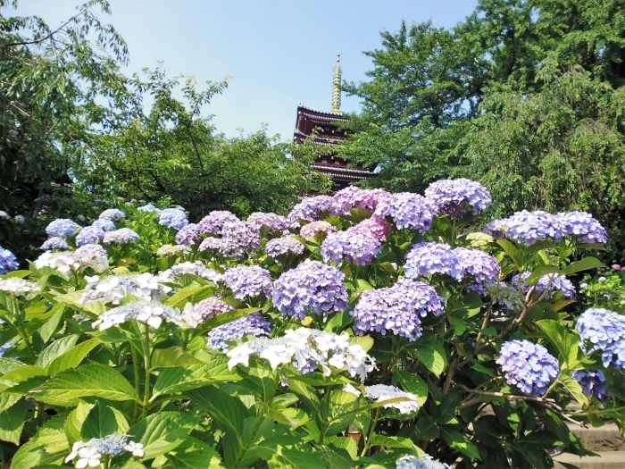 6月23日 金 あじさい便り 一昨日の雨の恵みでキレイに色づきました 北小金本土寺のあじさい開花情報 まいぷれ 松戸市 6月23日 金 あじさい便り 一昨日の雨の恵みでキレイに色づきました 北小金本土寺のあじさい開花情報 まいぷれ 松戸市