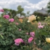 春の「こうのす花まつり」を楽しみました！【前編】