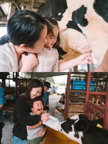 最初はちょっと怖かった牛さんとも最後は仲良し♪「松浦牧場」