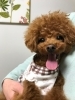 いつもsmile にこくん「わんこのフォトコンテスト (*^-^*)」