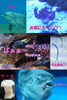 「海の生き物」
