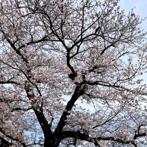 「桜情報が届きました！！」