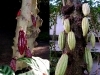 「カカオとチョコの秘密展」