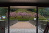 八重桜「八重桜が見頃に近づいてきました」