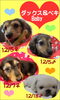 「仔犬情報です(^^)」