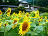 近所のヒマワリのアップ「ヒマワリほぼ満開？」