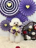 クレアちゃん「2026 お正月わんこ🎍」