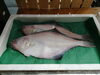 「📣本日のお魚情報🐟」
