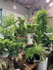 観葉植物「入荷日」