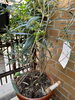 「『寿樹』はお花や植物に囲まれた優しい場所です【長岡京市神足・共同生活援助事業所 グループホーム寿樹】」
