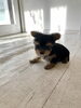 ちっちゃ〜い　ふむくん「おむかえ（＾ν＾）」