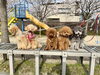 まるくん何見てるの〜？「ましゅまろ幼稚園🐾　パート１」