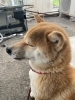 愛犬まろん　気持ちよさそうに(-.-)「おしゃれ照明でますっ!」