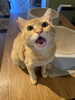 卒業生　茶タロー「保護猫カフェってとんなところ？」
