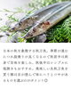 「9月の主役　秋刀魚」