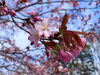 桜②「〜5月お得エステ・GW期間営業日〜」